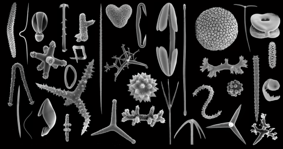 "Demospongiae spicule diversity" by Rob W. M. Van Soest, Nicole Boury-Esnault, Jean Vacelet, Martin Dohrmann, Dirk Erpenbeck, Nicole J. De Voogd, Nadiezhda Santodomingo, Bart Vanhoorne, Michelle Kelly, John N. A. Hooper - Van Soest RWM, Boury-Esnault N, Vacelet J, Dohrmann M, Erpenbeck D, et al. (2012) Global Diversity of Sponges (Porifera). PLoS ONE 7(4): e35105. doi:10.1371/journal.pone.0035105. Licensed under CC BY 2.5 via Commons - https://commons.wikimedia.org/wiki/File:Demospongiae_spicule_diversity.png#/media/File:Demospongiae_spicule_diversity.png